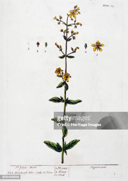 St John's Wort, 1782. Extract of this plant is used to treat depression and anxiety disorders. Plate 15 from A Curious Herbal by Elizabeth Blackwell,...