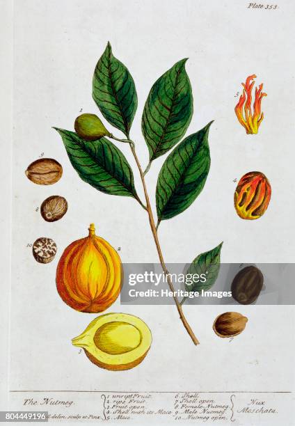 Nutmeg, 1782. Plate 353 from A Curious Herbal by Elizabeth Blackwell, published in 1782. Artist Elizabeth Blackwell.
