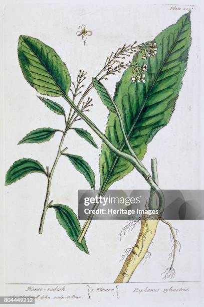 Horseradish, 1782. Plate 451 from A Curious Herbal by Elizabeth Blackwell, published in 1782. Artist Elizabeth Blackwell.