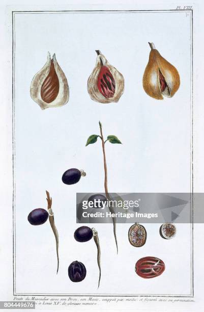 Nutmeg, c1751-1807. Plate 8 from Collection Precieuse at Enluminee Volume III, by Pierre Joseph Buchoz. Artist Pierre Joseph Buchoz.