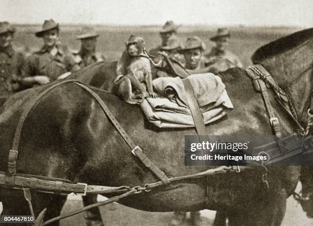 The mascot of the Anzacs, Somme campaign, France, World War I, 1916. Artist Unknown.