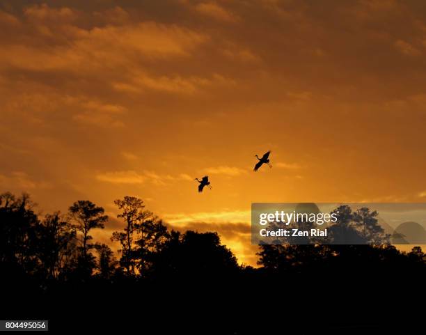 rising sun highlights silhouettes of sandhill cranes against golden sky - gainesville florida stock-fotos und bilder