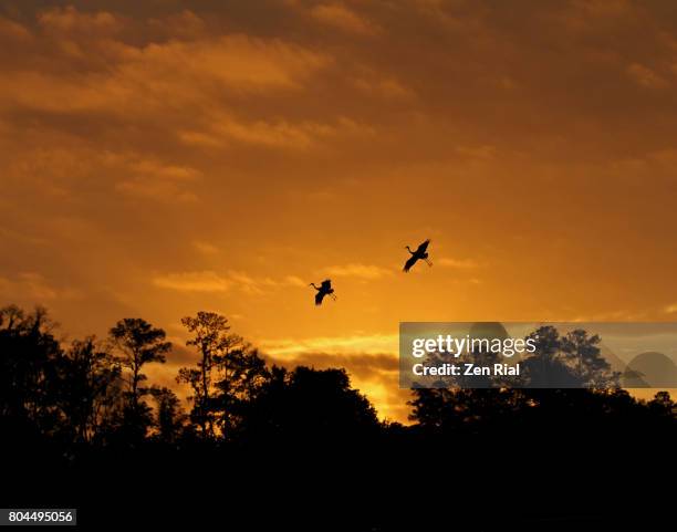 rising sun highlights silhouettes of sandhill cranes against golden sky - gainesville florida stock pictures, royalty-free photos & images