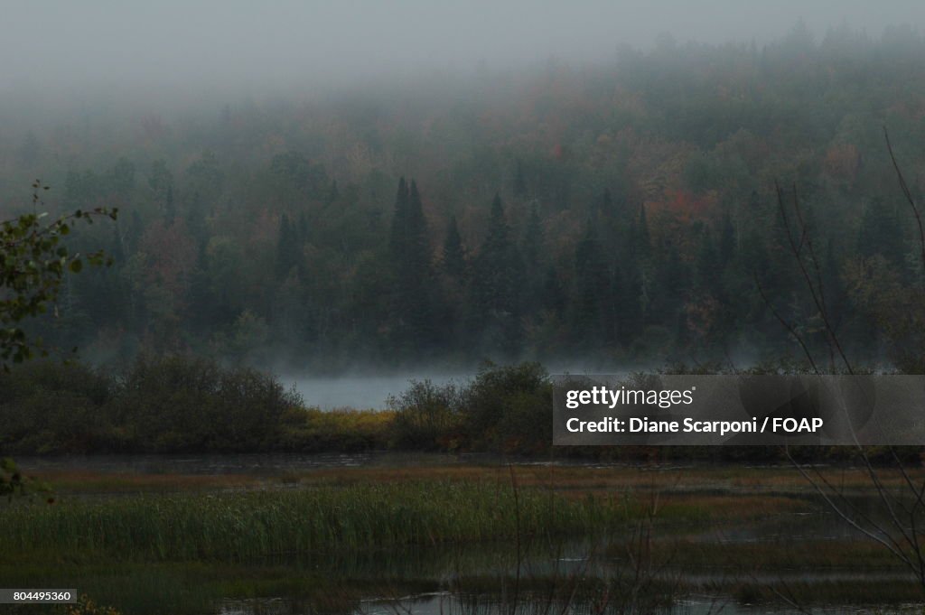 Fog on autumn trees