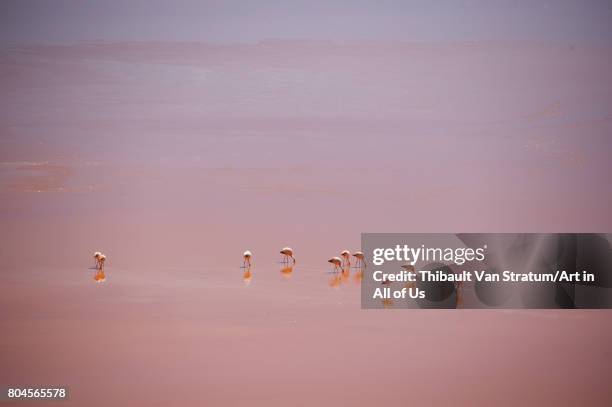 Spectacular mirror view of Laguna Colorada with its flamingoes, Reserva Eduardo Avaroa on November, 2017 in Bolvian Desert.