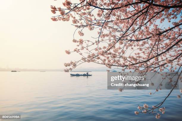 hangzhou cherry blossom festival - hangzhou stock pictures, royalty-free photos & images
