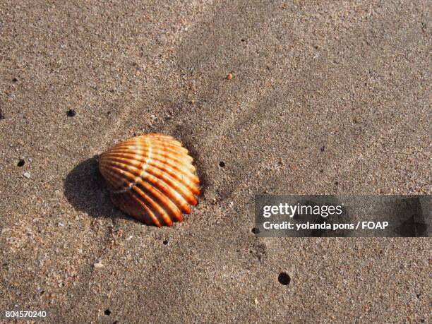 Baech Shell 112 Baech Stock Photos, High-Res Pictures, and Images - Getty Images