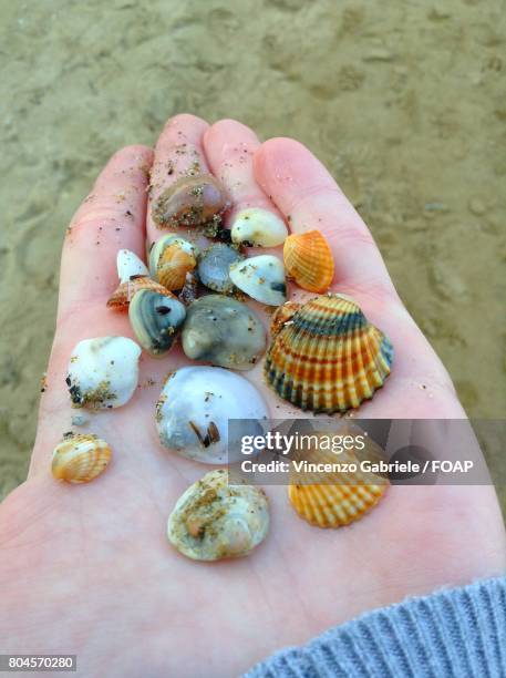 156 Hand Holding Conch Shell Stock Photos, High-Res Pictures, and ...