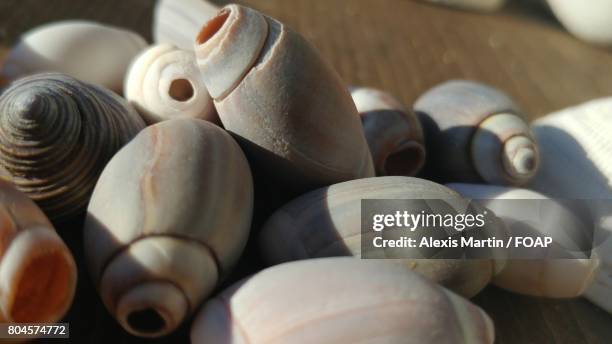 112 Conch (Instrument) Stock Photos, High-Res Pictures, and Images ...