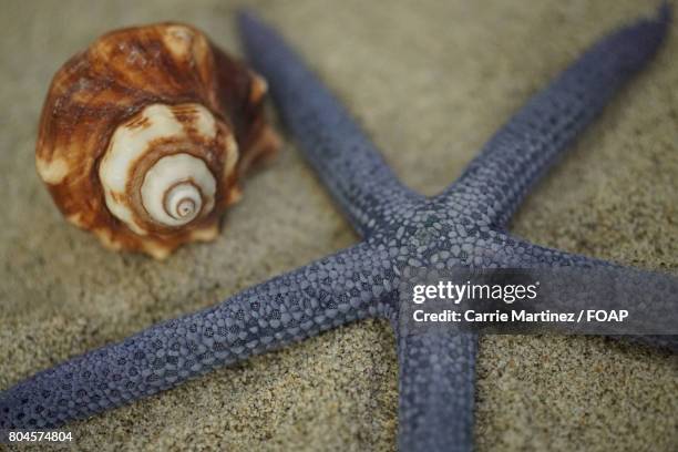 Carrie Shell Shell 306 Carrie Basic Stock Photos, High-Res Pictures, and Images - Getty Images