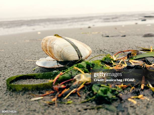 Sea Clamp Photos and Premium High Res Pictures - Getty Images