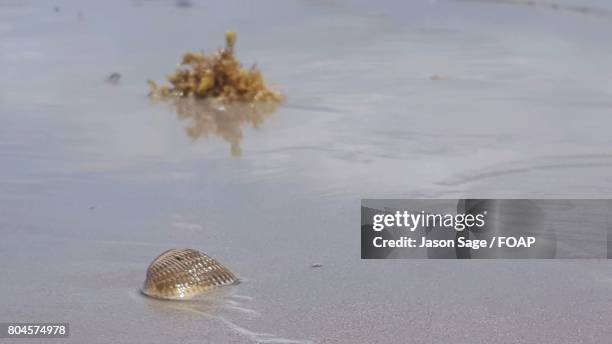 cockel shell on sand at beach - coquille de coque photos et images de collection