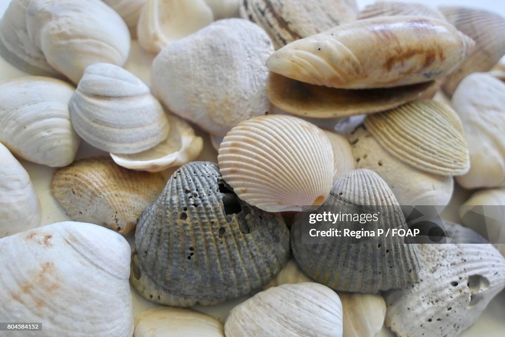 Closeup Of Various Seashells High-Res Stock Photo - Getty Images