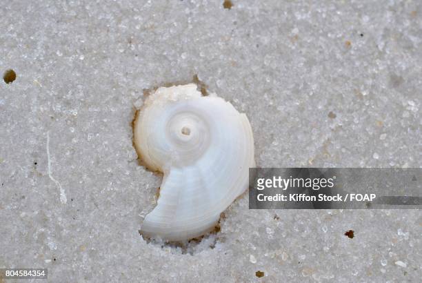close-up of broken seashell - broken seashell stock pictures, royalty-free photos & images