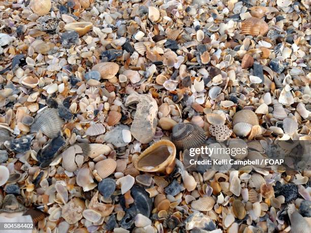 sea shells on beach - kelli campbell stockfoto's en -beelden