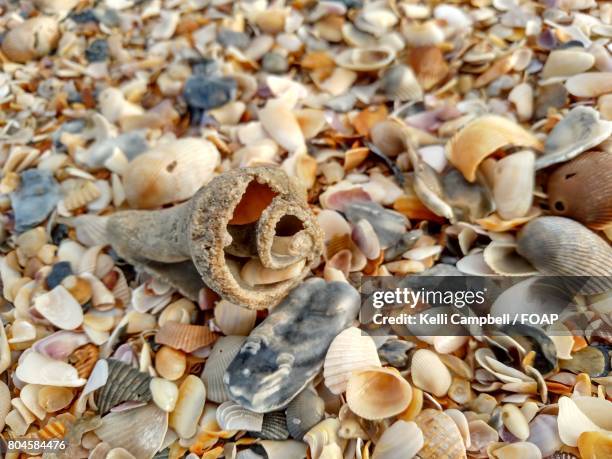 overhead view of seashells - kelli campbell stockfoto's en -beelden