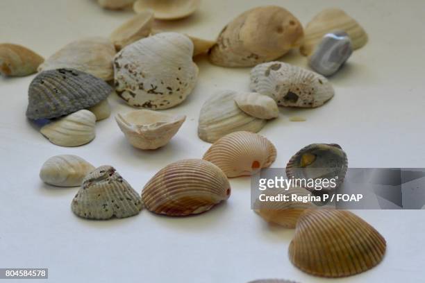 close-up of seashells - muschel close up studioaufnahme stock-fotos und bilder