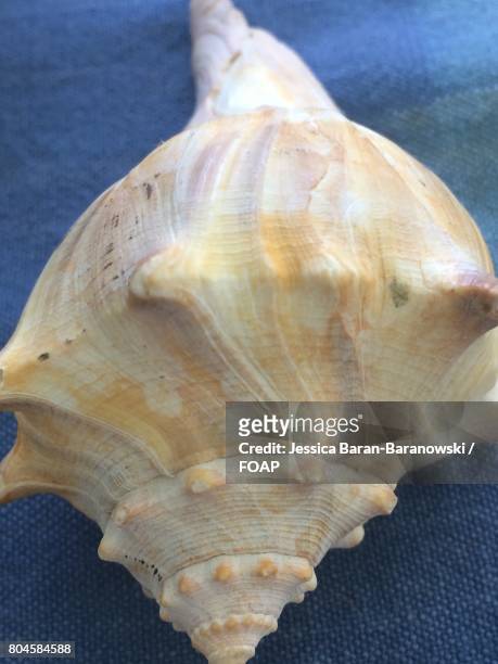 close-up of conch shell - muschel close up studioaufnahme stock-fotos und bilder