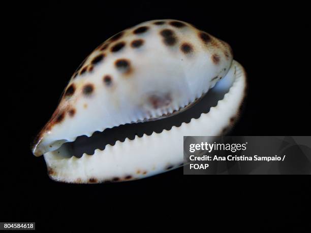 Cowley Shell 283 Cowrie Snail Stock Photos, High-Res Pictures, and Images - Getty Images