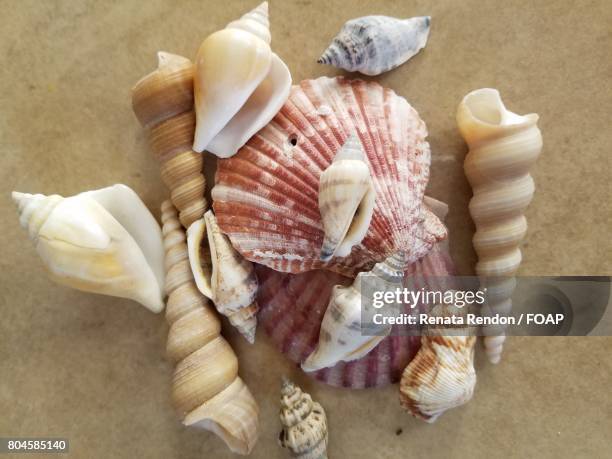 shells on beach - coquille de coque photos et images de collection