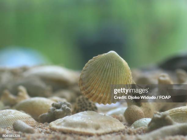 scallop sea shells at beach - coquille de coque photos et images de collection