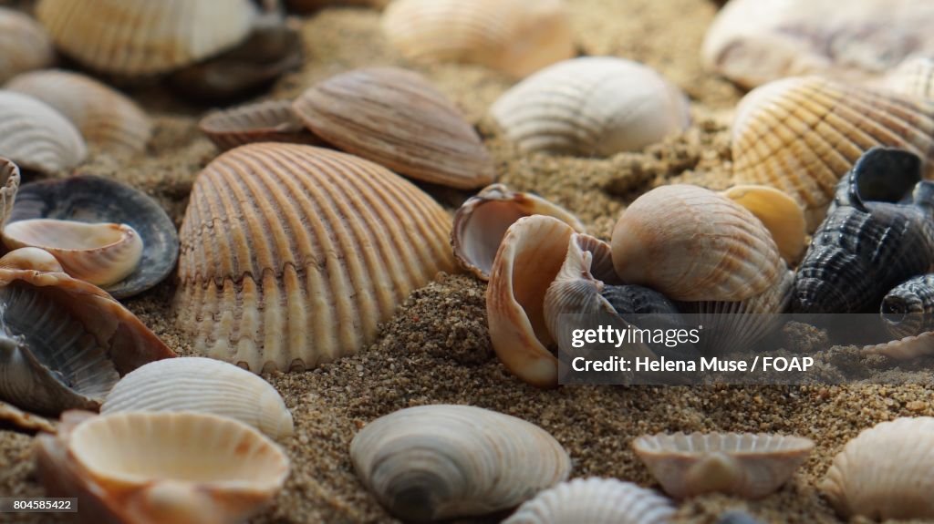 Sea shells