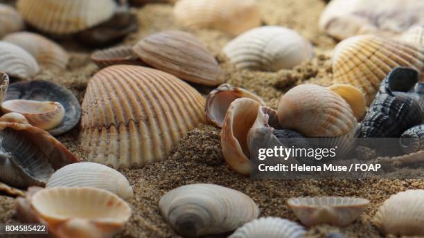 160 Sea Clamp Stock Photos, High-Res Pictures, and Images - Getty Images