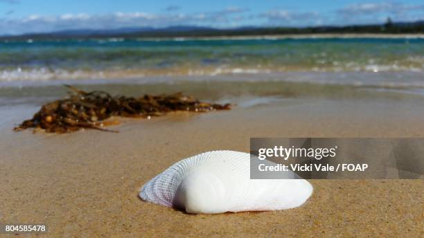 Sea Shell Port Victoria 48 Victoria Clamp Stock Photos, High-Res Pictures, and Images - Getty ...