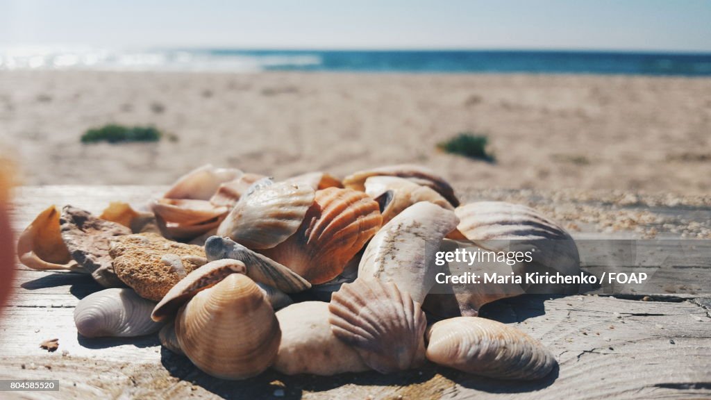 Sea shells on beach
