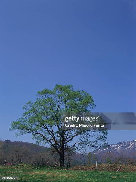 elm tree, togakushi, nagano prefecture, japan - togakushi stock pictures, royalty-free photos & images