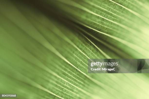 green leaf macro shot - backlight　green ストックフォトと画像