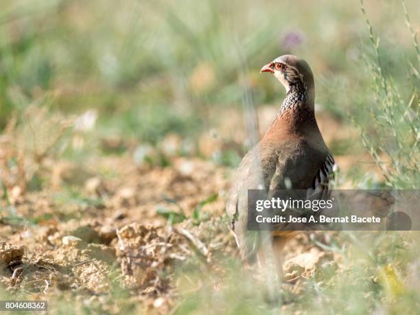 a red-legged partridge (alectoris rufa), camouflaged in the grass of the field - monogamous animal behavior stock pictures, royalty-free photos & images