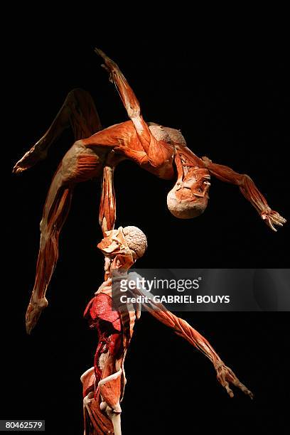 View of plastinated bodies of figure skating pair with woman lifted at the "Body Worlds", the anatomical exhibition of real human bodies by German...