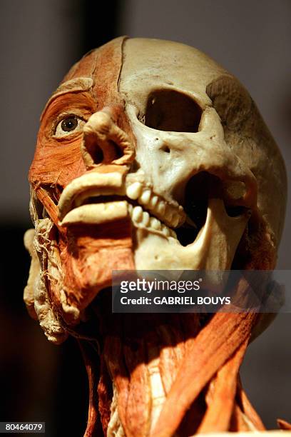 View of plastinated head at the "Body Worlds", the anatomical exhibition of real human bodies by German Gunther von Hagens, known as "The...