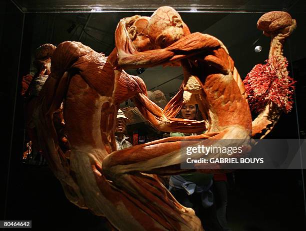 View of plastinated juxtaposed couple at the "Body Worlds", the anatomical exhibition of real human bodies by German Gunther von Hagens, known as...