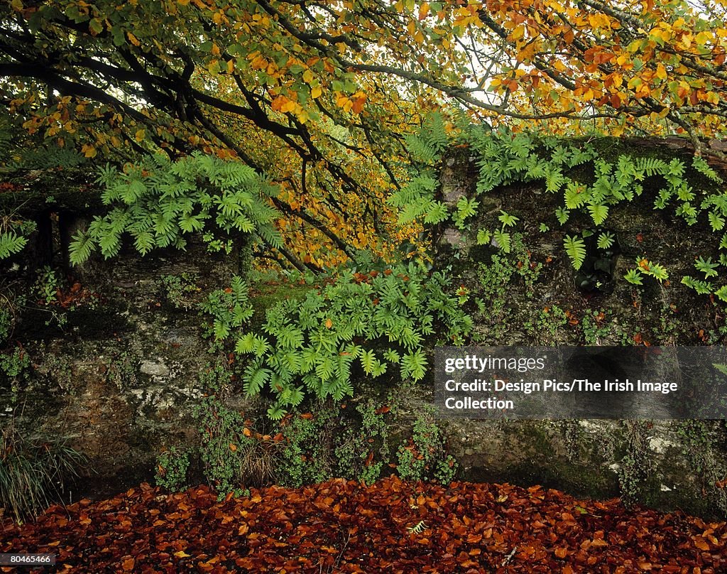 Wall and autumn leaves