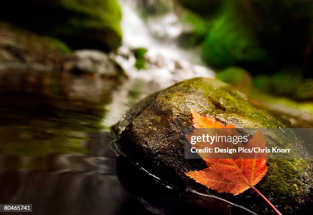 a red leaf on a rock near a stream - chanhassen stock-fotos und bilder