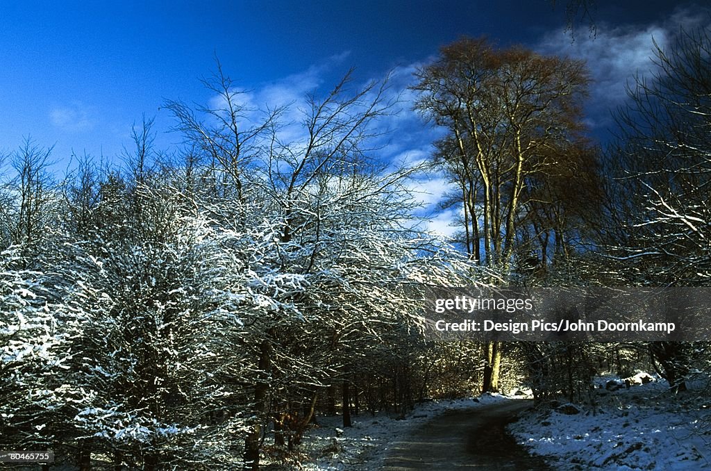 Road running through forest in the winter in Derbyshire, England