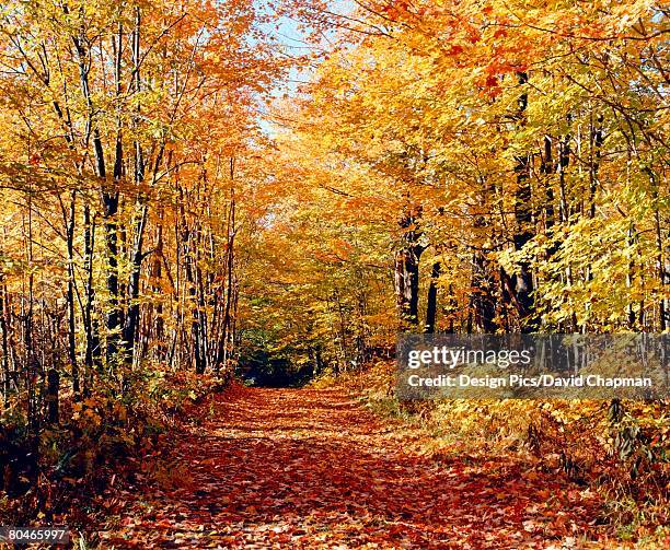 Knowlton Tree 53 Knowlton Quebec Stock Photos, High-Res Pictures, and Images - Getty ...