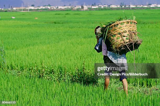 woman working in a rice field in the yunnan province of china   - south china stock pictures, royalty-free photos & images