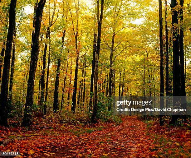 Knowlton Tree 53 Knowlton Quebec Stock Photos, High-Res Pictures, and Images - Getty ...
