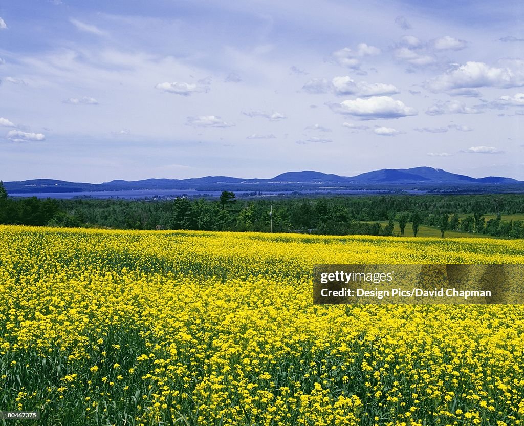 Yellow flowers in meadow with mountains in background