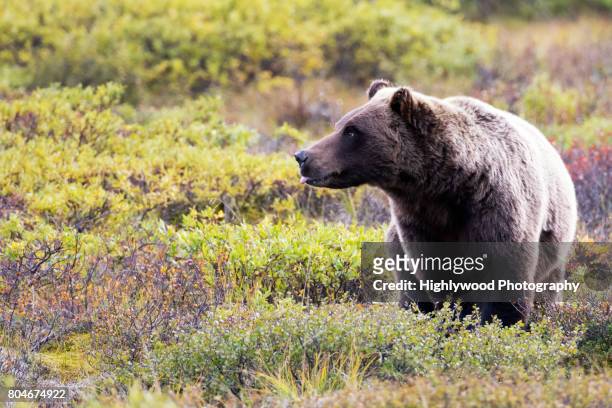female grizzly tongue out - bären zunge stock-fotos und bilder