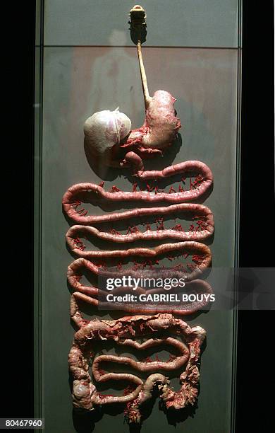 View of plastinated digestive tract at the "Body Worlds", the anatomical exhibition of real human bodies by German Gunther von Hagens, known as "The...