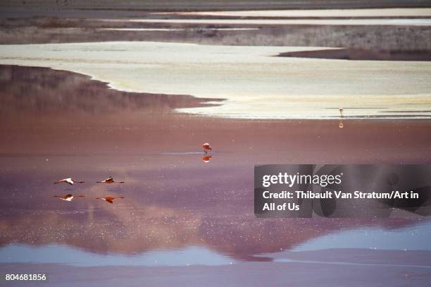 Spectacular mirror view of Laguna Colorada with its flamingoes, Reserva Eduardo Avaroa on November, 2017 in Bolvian Desert.