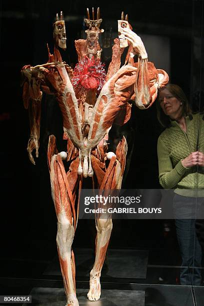 Visitor views a plastinated body at the "Body Worlds", the anatomical exhibition of real human bodies by German Gunther von Hagens, known as "The...