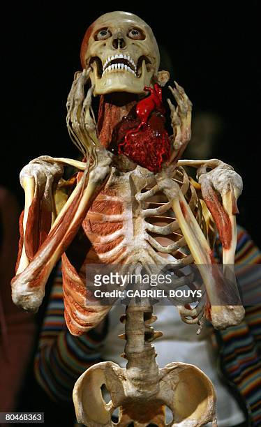 View of a plastinated body at the "Body Worlds", the anatomical exhibition of real human bodies by German Gunther von Hagens, known as "The...