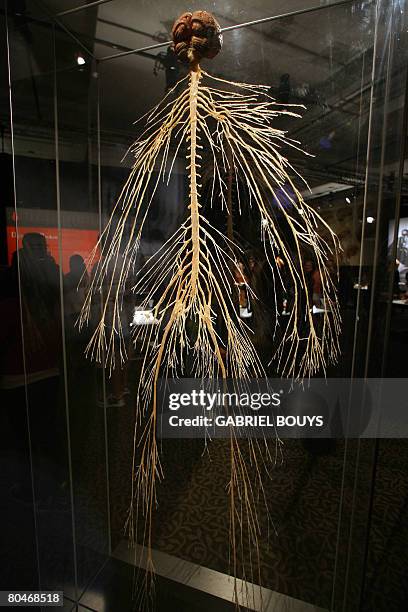 View of plastinated central and peripheral nervous system at the "Body Worlds", the anatomical exhibition of real human bodies by German Gunther von...