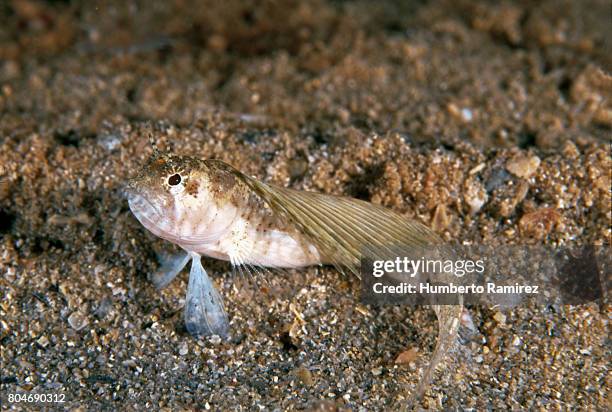 spiny sailfin blenny. - blenny stock pictures, royalty-free photos & images
