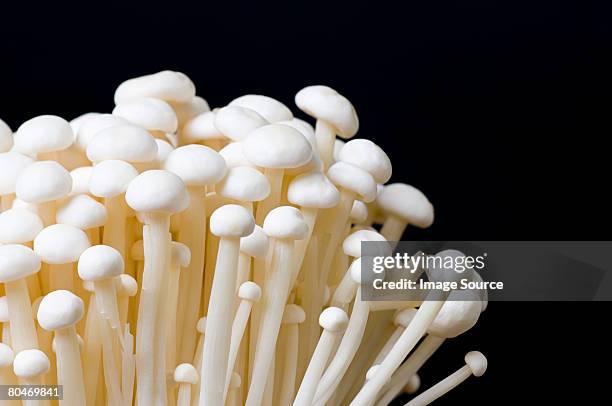 enokitake pilzen - enoki mushroom stock-fotos und bilder